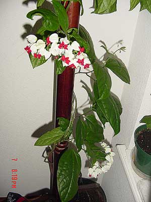 Clerodendrum Thomsoniae