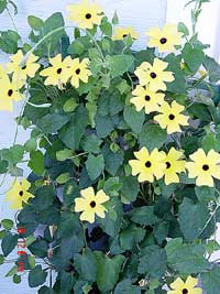 Thunbergia 'Sunlady'