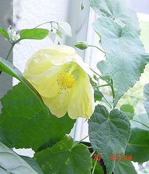 Abutilon 'Moonchimes'