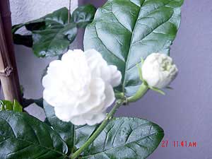 Jasminum Sambac Grand Duke