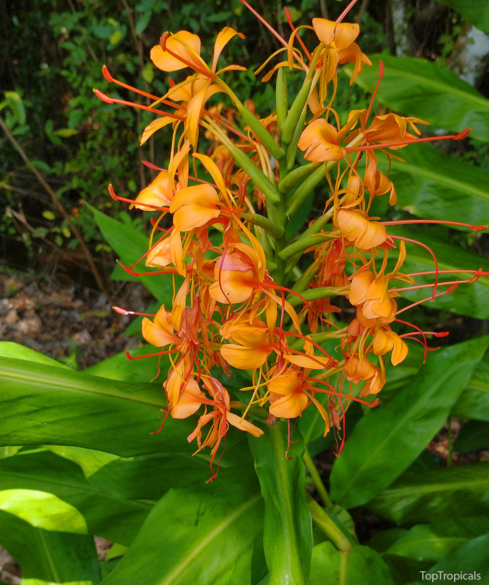 PeopleCats Garden - orange hedychium