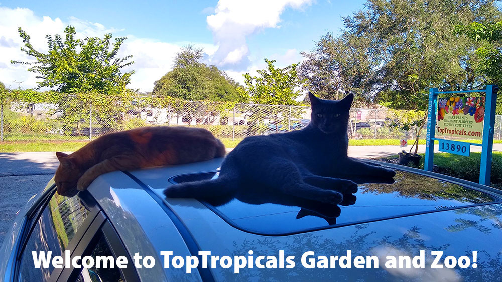 PeopleCats Garden - cats of TopTropicals