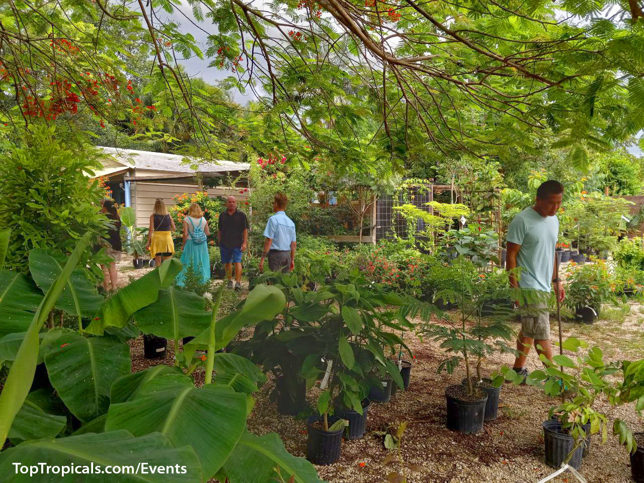 Top Tropicals Summer Plant Market Extravaganza