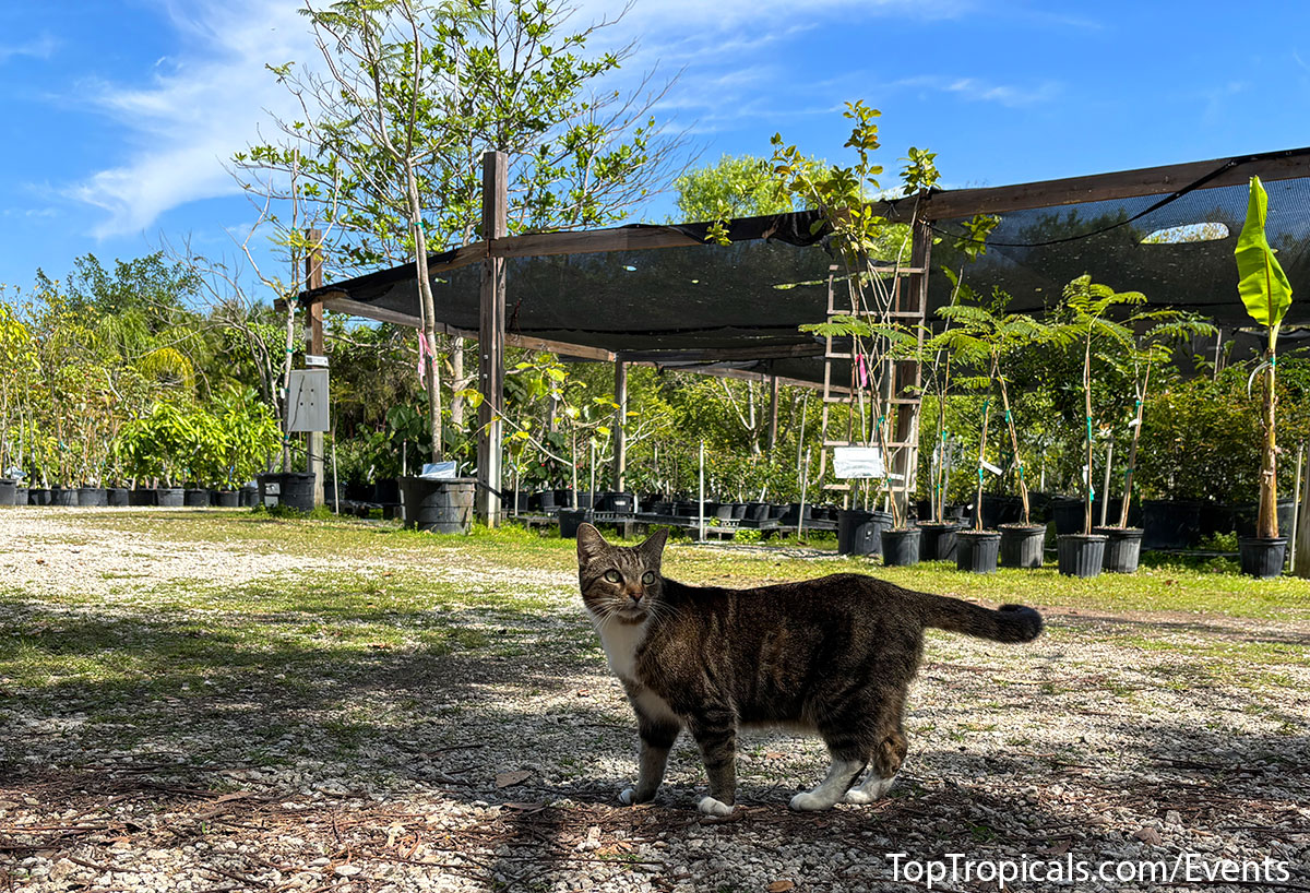 Top Tropicals Spring Plant Market