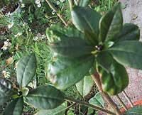 Brunfelsia gigantea